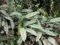 Plants of the genus Marantaceae, Mindo, Ecuador