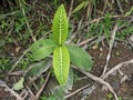 Plants of the genus Marantaceae, Mindo, Ecuador