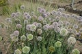 Allium nutans blooms in July. Potsdam, Germany