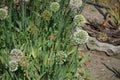 Allium nutans blooms in July. Potsdam, Germany