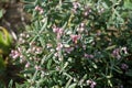 Andromeda polifolia \'Blue Ice\' blooms pink in spring in the garden. Berlin, Germany