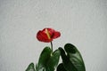 Anthurium andreanum blooms with red flowers in July. Berlin, Germany