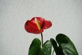 Anthurium andreanum blooms with red flowers in July. Berlin, Germany