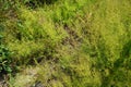 Asperula purpurea grows in July. Potsdam, Germany