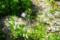 Aster macrophyllus \'Twilight\' blooms with purple flowers in July. Potsdam, Germany