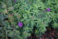 Aster novae-angliae \'Purple Dome\' blooms with purple flowers in October. Berlin, Germany