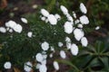 Aster novi-belgii \'Alba Plena\' blooms with white flowers in October. Berlin, Germany