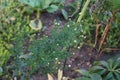 Aster novi-belgii \'Alba Plena\' blooms with white flowers in October. Berlin, Germany