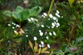 Aster novi-belgii \'Alba Plena\' blooms with white flowers in October. Berlin, Germany