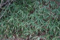 Bamboos in the garden in February. Berlin, Germany