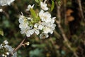 A bee sits on a flower of a pygmy cherry tree Prunus avium \'Kordia\' in April in the garden. Berlin, Germany