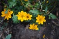 Bidens is a genus of flowering plants in the aster family, Asteraceae. Berlin, Germany