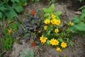 Bidens is a genus of flowering plants in the aster family, Asteraceae. Berlin, Germany