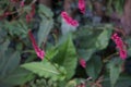 Bistorta amplexicaulis blooms in autumn. Berlin, Germany