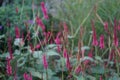 Bistorta amplexicaulis blooms in autumn. Berlin, Germany