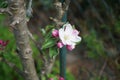 Blooming columnar apple tree, Malus Ballerina \'Waltz\', in spring. Berlin, Germany Royalty Free Stock Photo