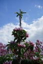 Blooming columnar apple tree, Malus Ballerina \'Waltz\', in spring. Berlin, Germany Royalty Free Stock Photo