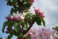 Blooming columnar apple tree, Malus Ballerina \'Waltz\', in spring. Berlin, Germany Royalty Free Stock Photo