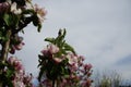 Blooming columnar apple tree, Malus Ballerina \'Waltz\', in spring. Berlin, Germany Royalty Free Stock Photo