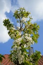 Blooming columnar self-fruiting sweet cherry, Prunus avium \'Stella\', in spring in the garden. Berlin, Germany