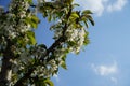 Blooming columnar self-fruiting sweet cherry, Prunus avium \'Stella\', in spring in the garden. Berlin, Germany