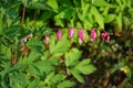 Blooming Dicentra spectabilis in May. Berlin, Germany