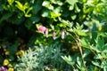 Blooming Dicentra spectabilis in May. Berlin, Germany