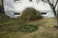 Blooming Jasminum nudiflorum bush in winter in the garden. Berlin, Germany