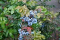 The blue berries of Mahonia aquifolium grow in autumn. Berlin, Germany Royalty Free Stock Photo