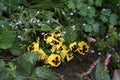 Myosotis sylvatica and Viola x wittrockiana \