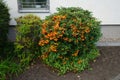 Blue Mahonia aquifolium fruits and orange Pyracantha fruits grow in September. Berlin, Germany