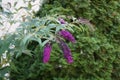 Buddleja davidii \'Nanho Purple\' blooms in July. Berlin, Germany Royalty Free Stock Photo