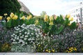 Canna indica blooms with yellow flowers in a flower bed in August. Berlin, Germany Royalty Free Stock Photo