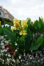 Canna indica blooms with yellow flowers in a flower bed in August. Berlin, Germany Royalty Free Stock Photo