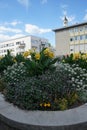 Canna indica blooms with yellow flowers in a flower bed in August. Berlin, Germany Royalty Free Stock Photo