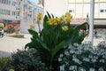 Canna indica blooms with yellow flowers in a flower bed in August. Berlin, Germany Royalty Free Stock Photo