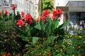 Canna indica blooms with yellow-red flowers in a flower bed in August. Berlin, Germany Royalty Free Stock Photo