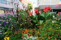 Canna indica blooms with yellow-red flowers in a flower bed in August. Berlin, Germany Royalty Free Stock Photo