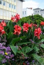 Canna indica blooms with yellow-red flowers in a flower bed in August. Berlin, Germany Royalty Free Stock Photo