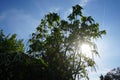 Catalpa bignonioides with long siliculose fruits in May. Berlin, Germany Royalty Free Stock Photo