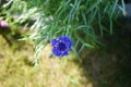 Centaurea cyanus \'Blauer Junge\' flowers bloom in the garden. Berlin, Germany