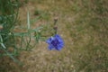 Centaurea cyanus \'Blauer Junge\' flowers bloom in the garden. Berlin, Germany