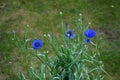 Centaurea cyanus \'Blauer Junge\' flowers bloom in the garden. Berlin, Germany