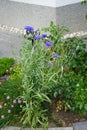 Centaurea cyanus \'Blauer Junge\' flowers bloom in the garden. Berlin, Germany