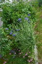 Centaurea cyanus \'Blauer Junge\' flowers bloom in the garden. Berlin, Germany