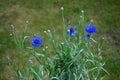 Centaurea cyanus \'Blauer Junge\' flowers bloom in the garden. Berlin, Germany