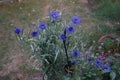 Centaurea cyanus \'Blauer Junge\' flowers bloom in the garden. Berlin, Germany