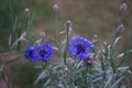 Centaurea cyanus \'Blauer Junge\' flowers bloom in the garden. Berlin, Germany