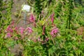 Cleome spinosa \'KirschkÃ¶nigin\' blooms with pink flowers in July. Potsdam, Germany Royalty Free Stock Photo