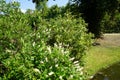 Clethra alnifolia bush blooms in July. Potsdam, Germany